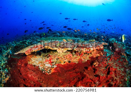 Tropical fish and colorful corals on a healthy, thriving coral reef