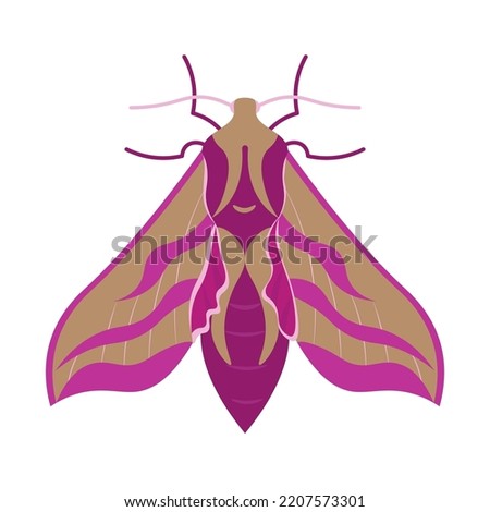 Pink night moth top view isolated on a white background. Flat Art Vector Illustration