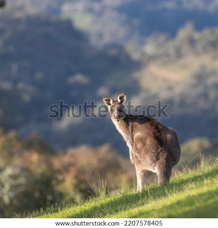 Kangaroos are large marsupials, which means that they have a pouch to carry their young, located on its lower abdomen