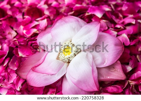 A close up of a lotus surrounded by rose petals.