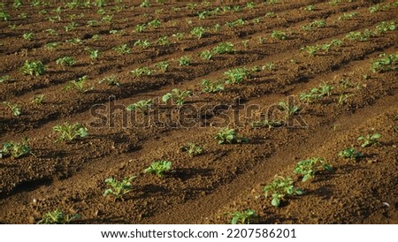 Young potato plant has been planted on the plantation. It planted in rows. 