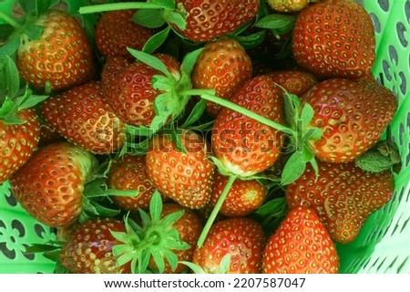 Lots of beautiful freshly picked strawberries