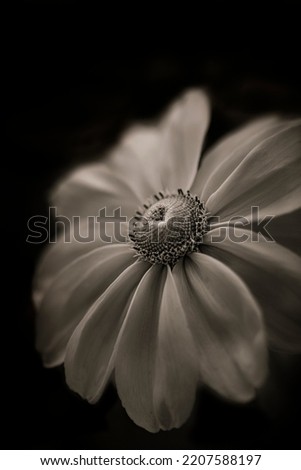 Macro Shot of a blooming Flower Head