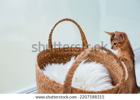 Studio shot of small cute abyssinian kitten staying in the basket at home, white window background. Young beautiful playful purebred short haired kitty. Close up, copy space.
