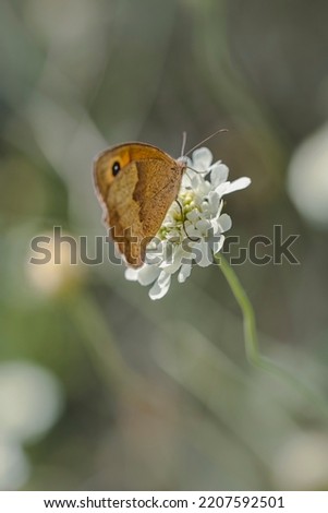 Close up of a Butterfly on Flower