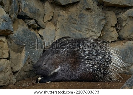 Crested porcupime, Hystrix indica, in the nature rock habitat. cute animal in nature, India in Asia. Prickle quill black animal. Cute mammal in nature, wildlife. Indian Crested porcupime in habitat.