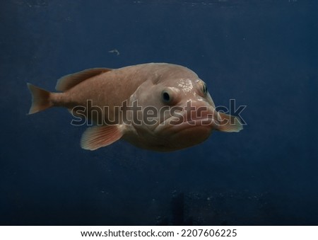 Photo of a blobfish - Blob Fish known as the world's ugliest deep sea creature  Royalty-Free Stock Photo #2207606225