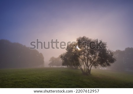 Mystic fog in the park, autumn landscape with fog and light rays