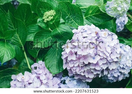 Hydrangea , beautiful violet flowers in early summer season.