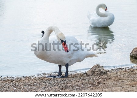 Graceful white Swan with a red beak stands on the bank of a pond. The mute swan, latin name Cygnus olor.