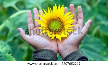 Picture of sunflower field in morning or evening. Hands holding one blossom.  Holding sunflower. Sun shines in sky during sunset or sunrise. Amazing view