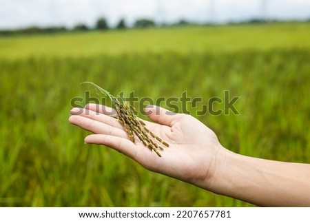 Close-up woman hand on rice fields with warm light in morning. Image about lifestyle of asian people. Quality picture. Copy space for text.