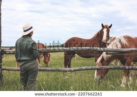 Beautiful woman looking and makimg photo of heavy draft horse, horses with foals grazing in a meadow. A beautiful animal in the field in summer. A herd of horses in nature. Using technology.