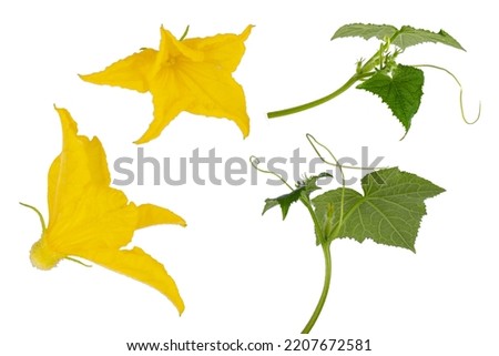 Yellow flowers of cucumbers and green leaves and lashes of cucumbers isolated on white background. clip art. cucumber leaf iwith yellow flower solated on white background