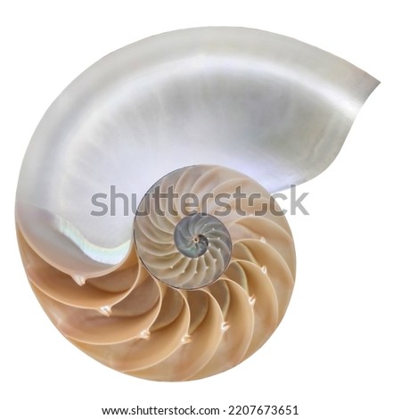 Nautilus pompilius, living fossil mollusca. Chambered Nautilus shell cutaway isolated on white Royalty-Free Stock Photo #2207673651