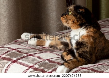 A Scottish turtle-eared cat with green eyes lies on a plaid blanket.