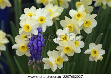 Daffodil Narcissus 'Minnow' in flower. Royalty-Free Stock Photo #2207682037