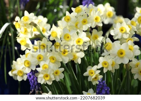 Daffodil Narcissus 'Minnow' in flower. Royalty-Free Stock Photo #2207682039