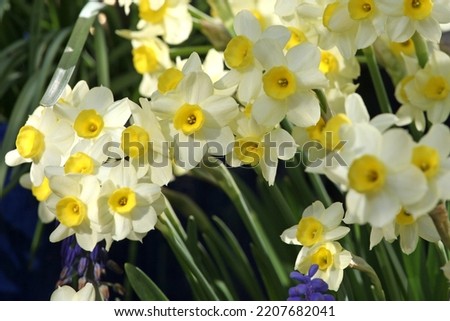 Daffodil Narcissus 'Minnow' in flower. Royalty-Free Stock Photo #2207682041