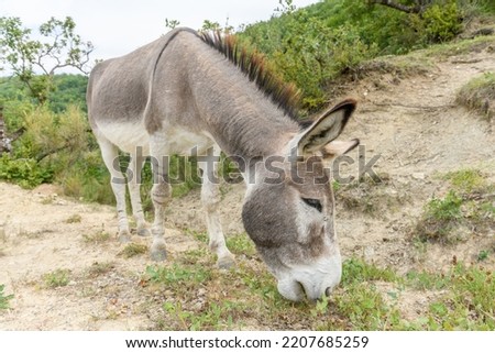 Domestic gray donkey (Equus asinus) in mountain pasture. Drome, France. Royalty-Free Stock Photo #2207685259