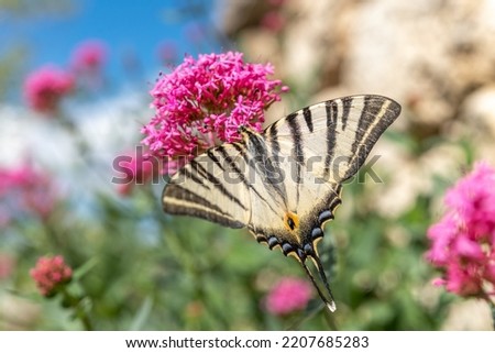 Scarce Swallowtail (Iphiclides podalirius) foraging for nectar on a flower in a garden. Cevennes, France. Royalty-Free Stock Photo #2207685283