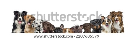 Large group of dogs together in a row sorted by size,  banner,isolated on white