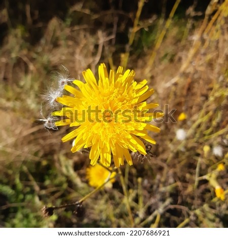 Yellow flowers of Perennial sow thistle ( latin Sonchus arvensis) he field milk thistle, field sowthistle, perennial sow-thistle, corn sow thistle, dindle, gutweed,  plant in the family Asteraceae