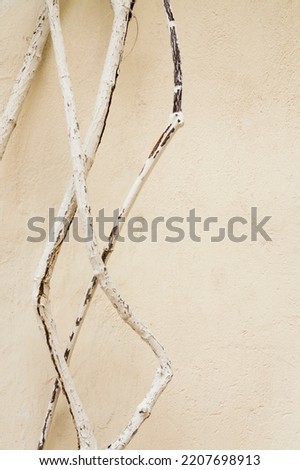Beige wall texture background with tree branches. Minimalist, boho and natural concept.
