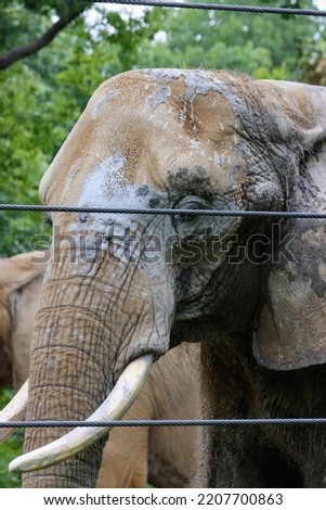 Elephant eye close up African Elephant looking and staring muddy face dry wrinkled trunk adult elephant standing outside in natural sunlight closeup of big mammal 