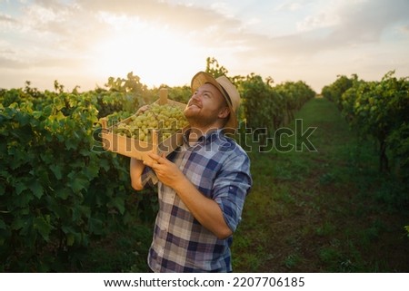 Front view looking at sky in vineyard young worker man winegrower smile tiredly happy hold box with harvest on shoulder. Agronomist farmer spent whole day working in open field in the scorching sun Royalty-Free Stock Photo #2207706185