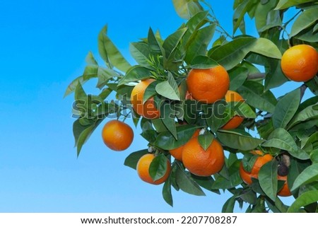Bitter orange tree (Citrus aurantium) in Athens, Greece ,against blue sky Royalty-Free Stock Photo #2207708287