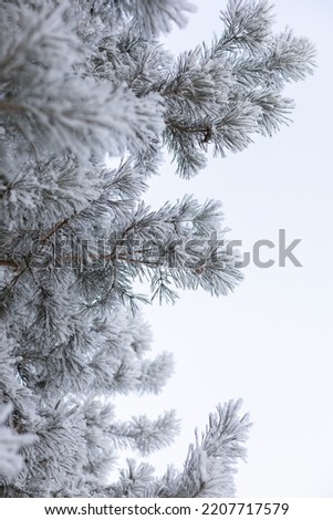 Vertical copy space with branches of fir tree coated with snow and frost in daytime. Amazing winter with very low temperatures. Weather making your eyes pleased.