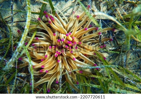Golden anemone -(Condylactis aurantiaca), sea anemone in to the Mediterranean sea   