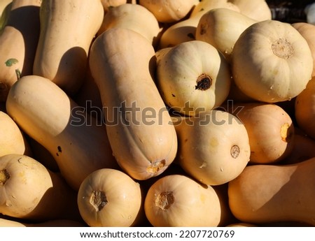 Butternut squash (Cucurbita moschata), known in Australia and New Zealand as butternut pumpkin or gramma, is a type of pumpkin or winter squash that grows on a vine Royalty-Free Stock Photo #2207720769