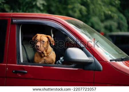 The dog stuck its head out of the car window