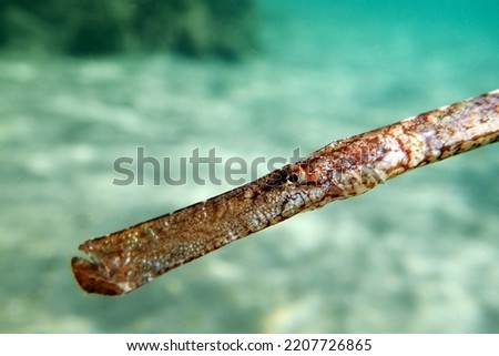 Underwater image in to the Mediterranean sea of Broadnosed pipefish - (Syngnathus typhle)