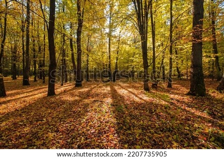 Bright sunny October day in a beautiful autumn forest.