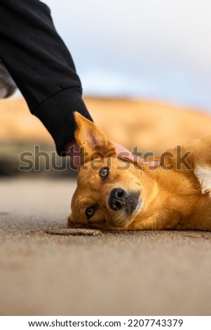 a dog being petted at the beach