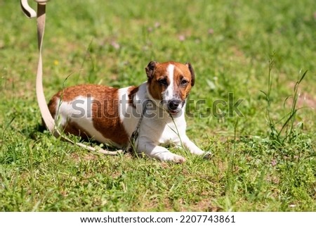 Jack Russell Terrier, on the grass in the park. High quality photo