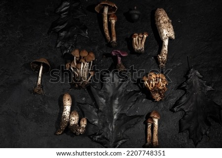 Various wild edible and non-edible mushrooms on a black textured background. Forest decor. Flat lay, top view. creative layout 