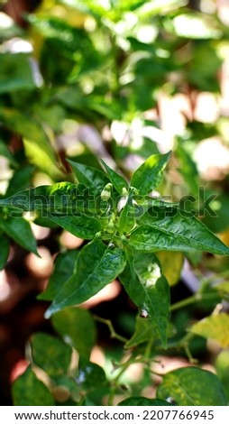 Chili plants have a very strong taproot. Trunk. Chili stems are generally dark green and woody. Chili plants have a very strong taproot. Trunk. Chili stems are generally dark green and woody. Royalty-Free Stock Photo #2207766945