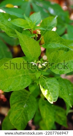 Chili plants have a very strong taproot. Trunk. Chili stems are generally dark green and woody. Chili plants have a very strong taproot. Trunk. Chili stems are generally dark green and woody. Royalty-Free Stock Photo #2207766947