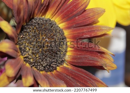 picture is of a sunflower in fall
