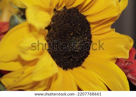 picture is of a sunflower in fall
