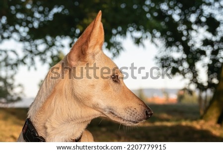 warren hound dog head with tawny hair seen up close in detail in summer in the forest Royalty-Free Stock Photo #2207779915