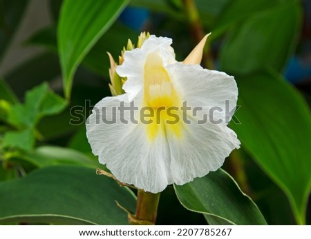 White thin petal of Indian head ginger flower in the wild