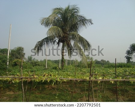 natural beauty of Bangladesh country site