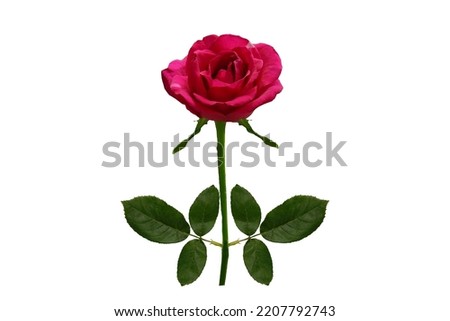 Rose on white background, Rose background