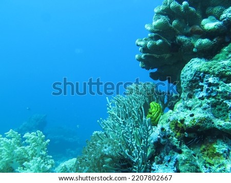 A typical underwater picture of Komodo Marine National Park: clear water, coral reefs, soft coral, beautiful fish and anemones