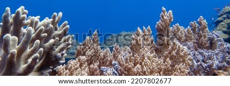 A typical underwater picture of Komodo Marine National Park: clear water, coral reefs, soft coral, beautiful fish and anemones